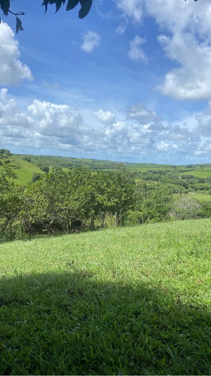Sítio em Flexeiras 7 hectares, muitas fruteiras, 7 açudes já com peixes  - Foto 4