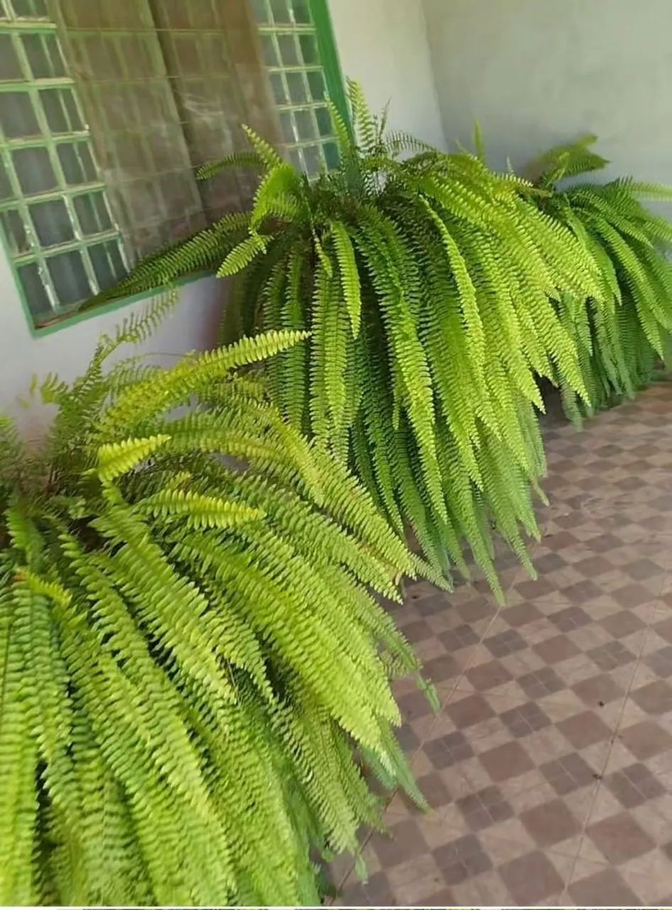 Lindas Samambaias 