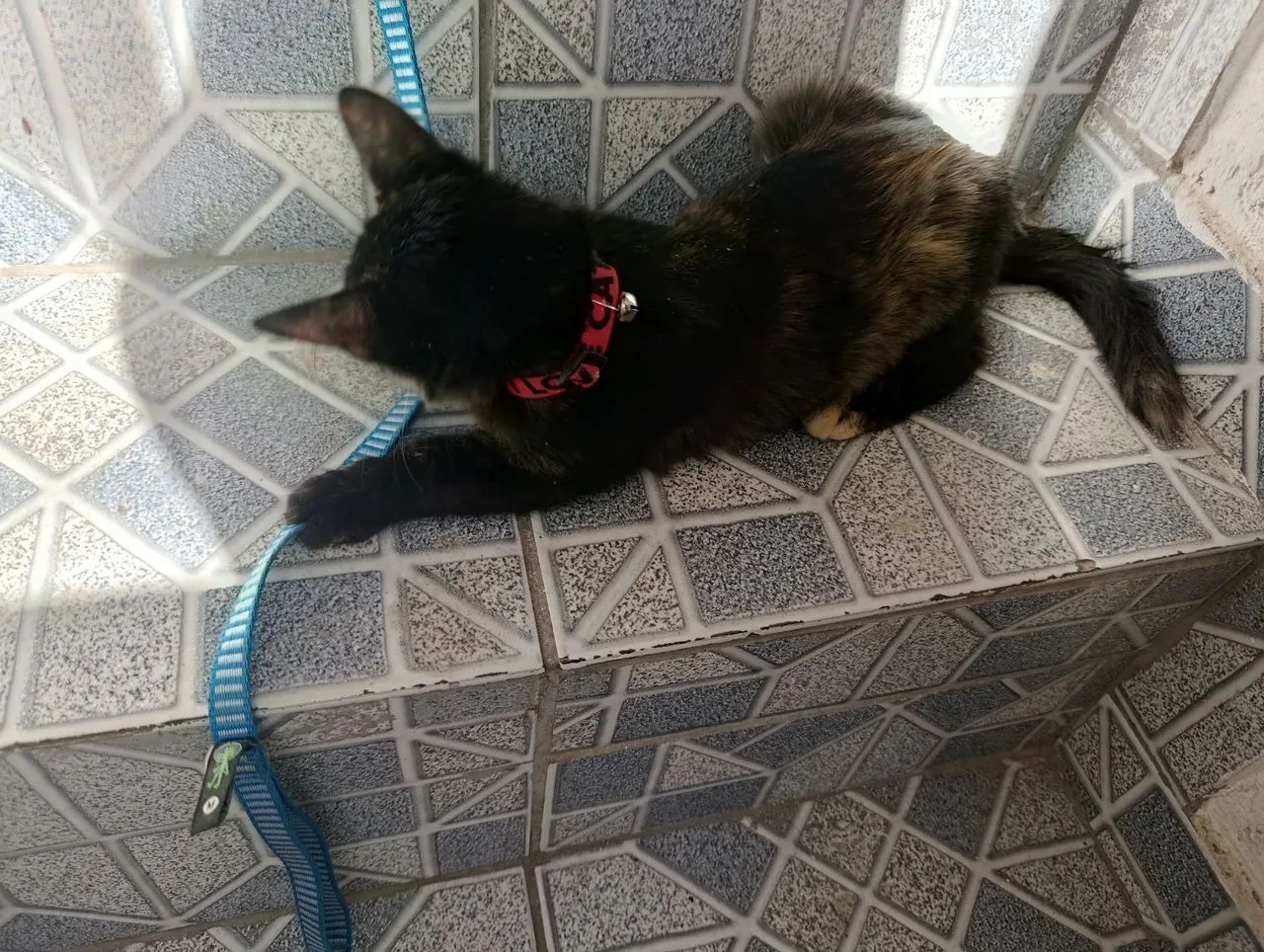 Animais  - Foto 3