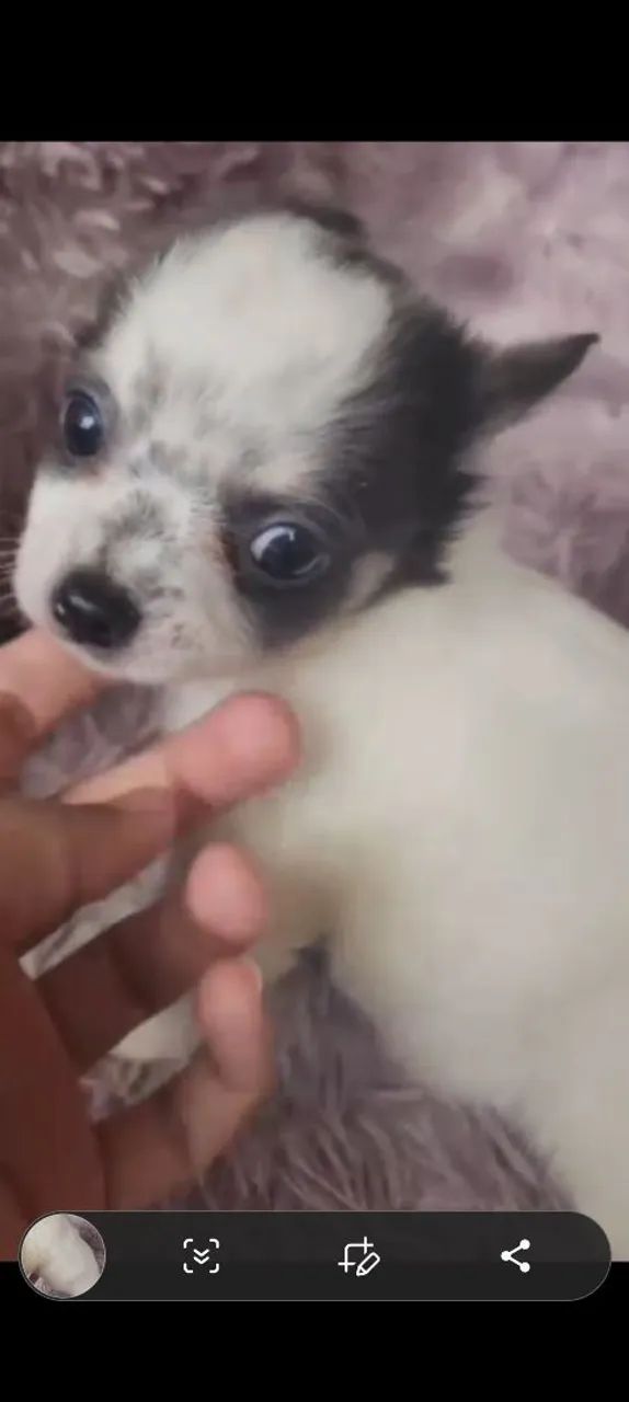 Venda Chihuahuas macho e fêmea - Foto 3