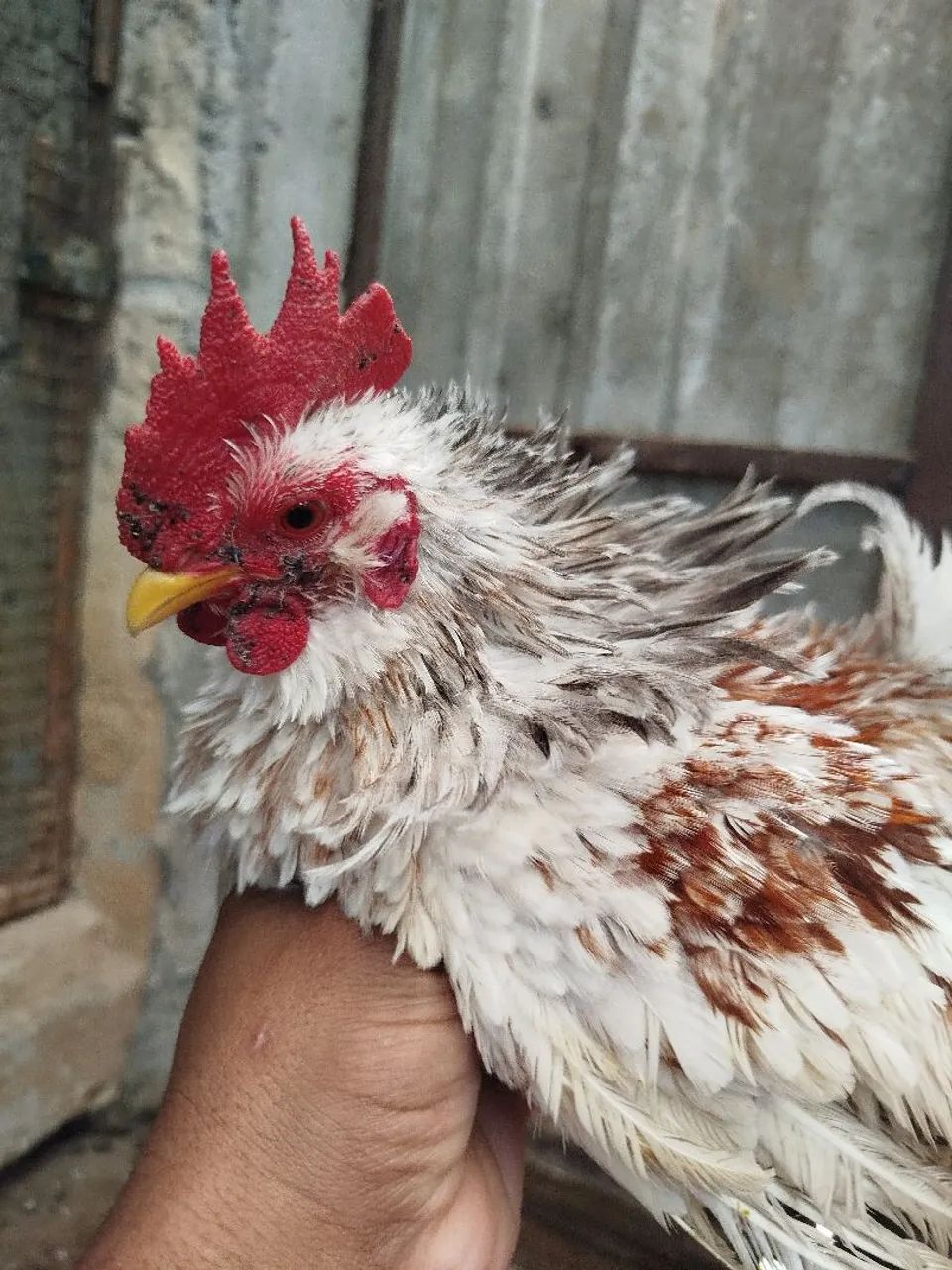 Galinze macho  - Foto 3