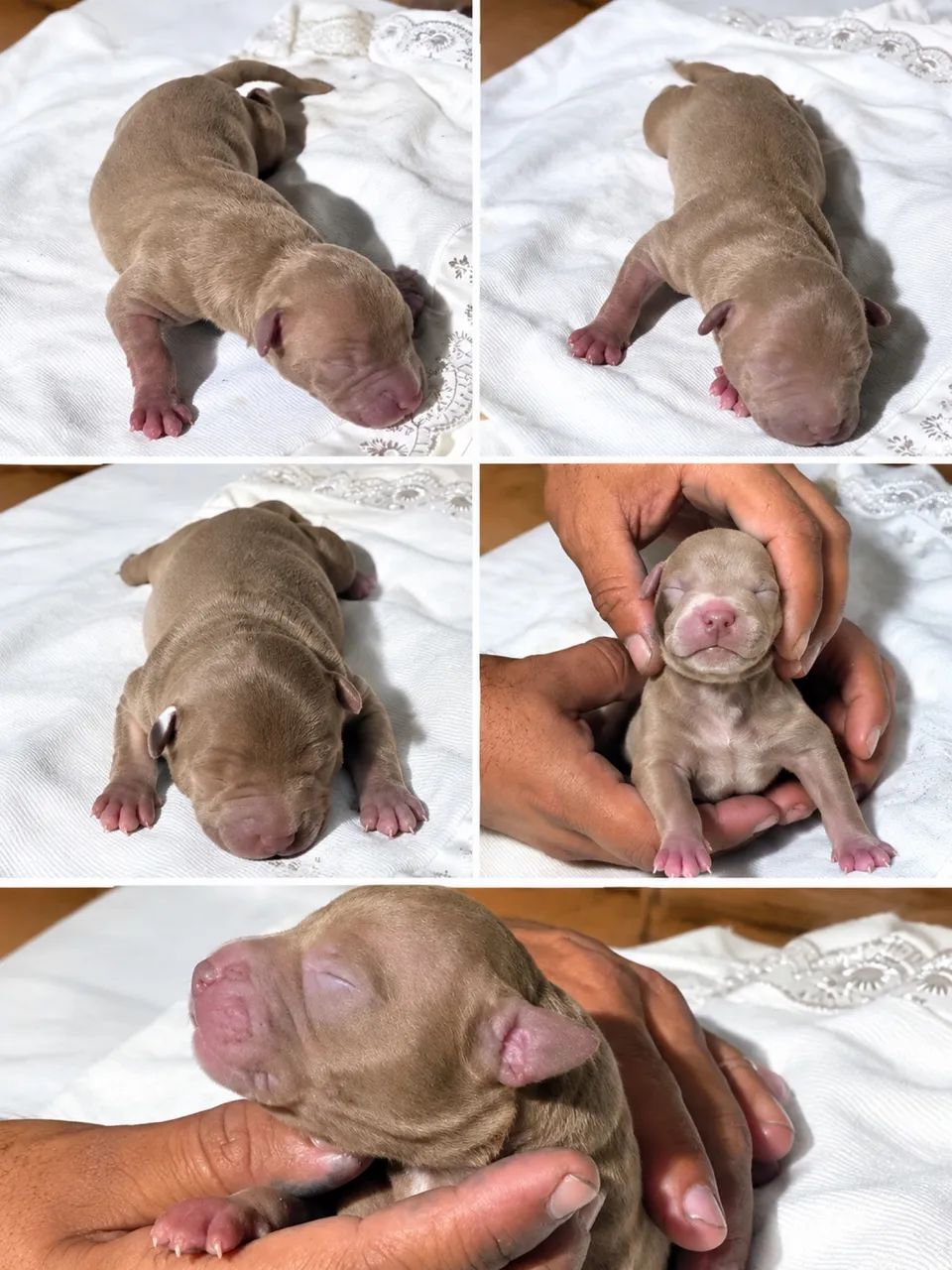 Pitbull 