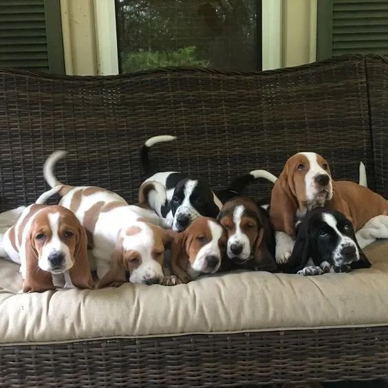 Basset Hound 