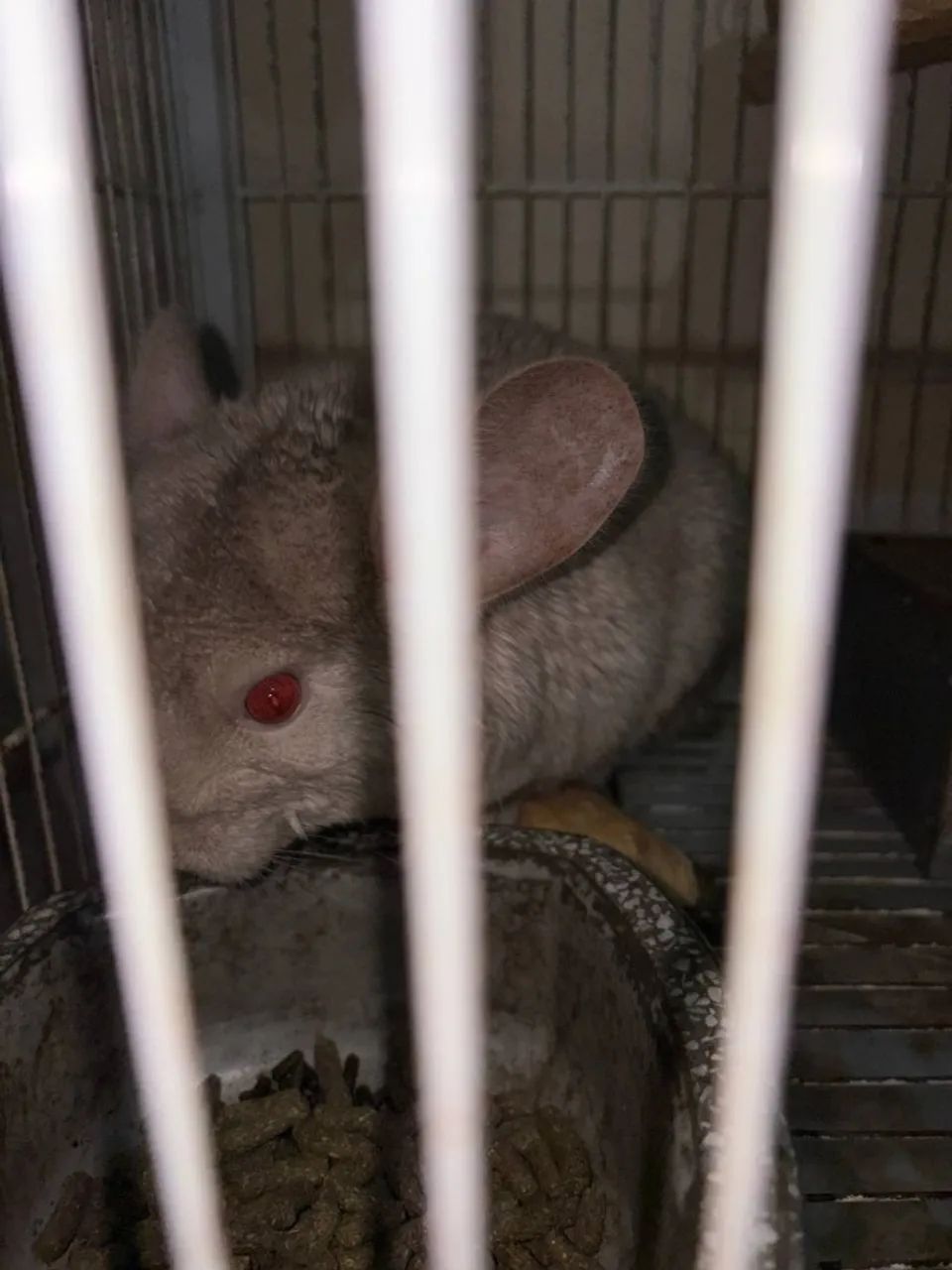 Chinchila - Foto 2
