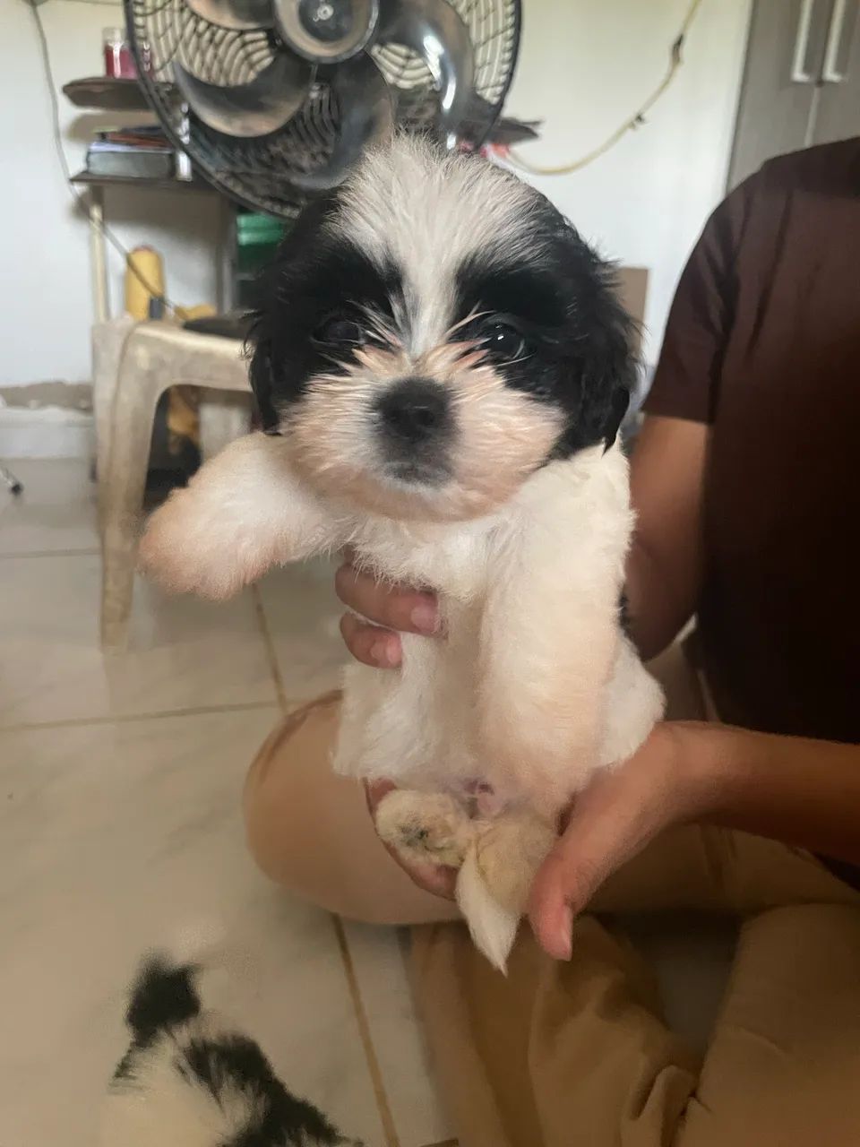 Filhotes de Shih Tzu - Foto 2