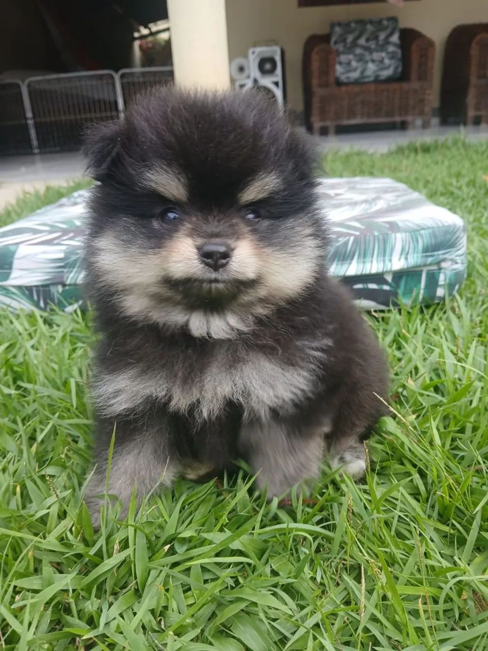 Spitz Alemão  - Foto 3