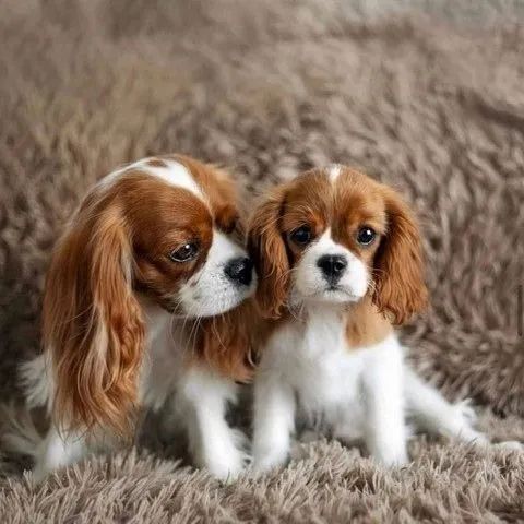 Cavalier King Charles