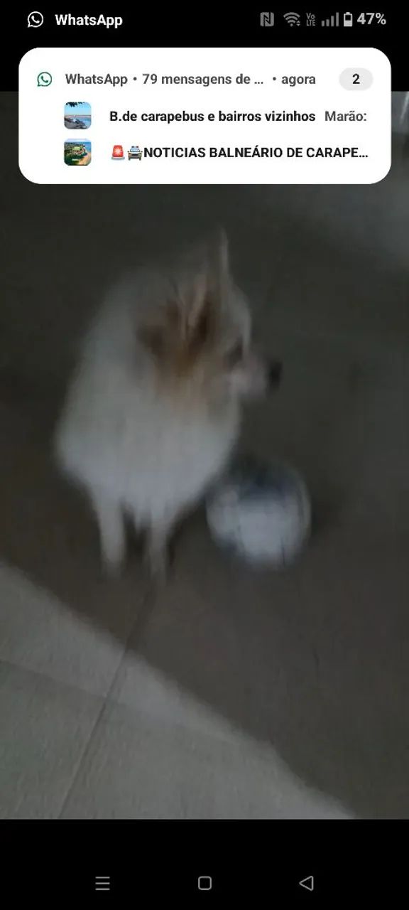 Spitz alemão (lulu) - Foto 3