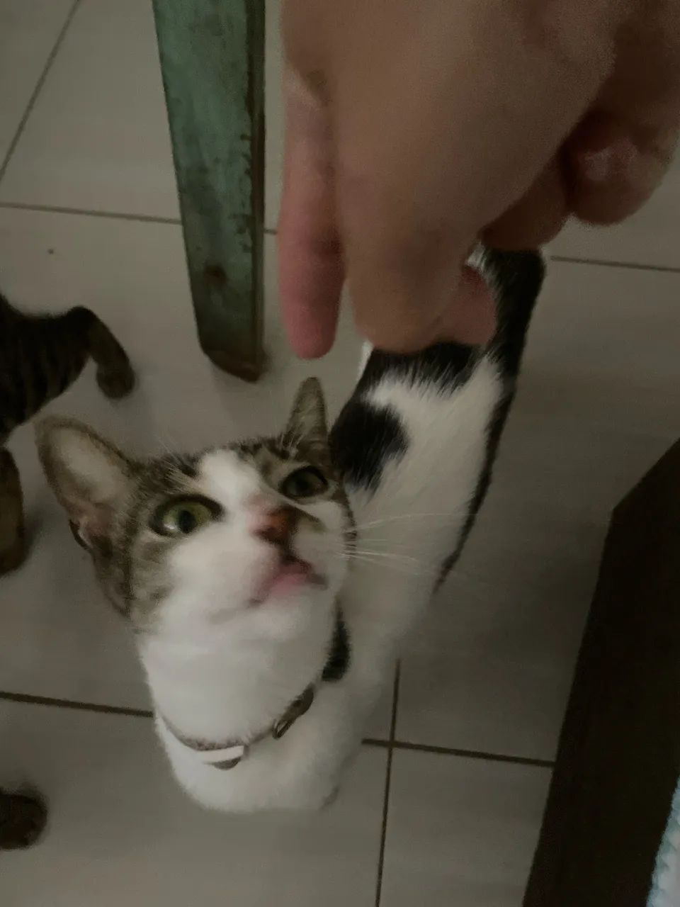 Gato para doação 