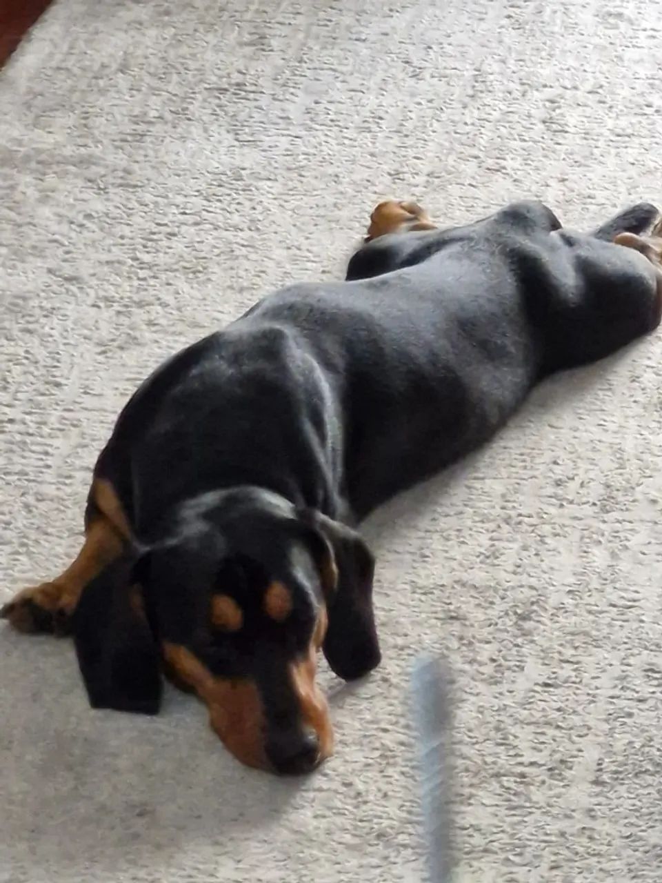 Lindo macho dachshund para cruzar - Foto 5