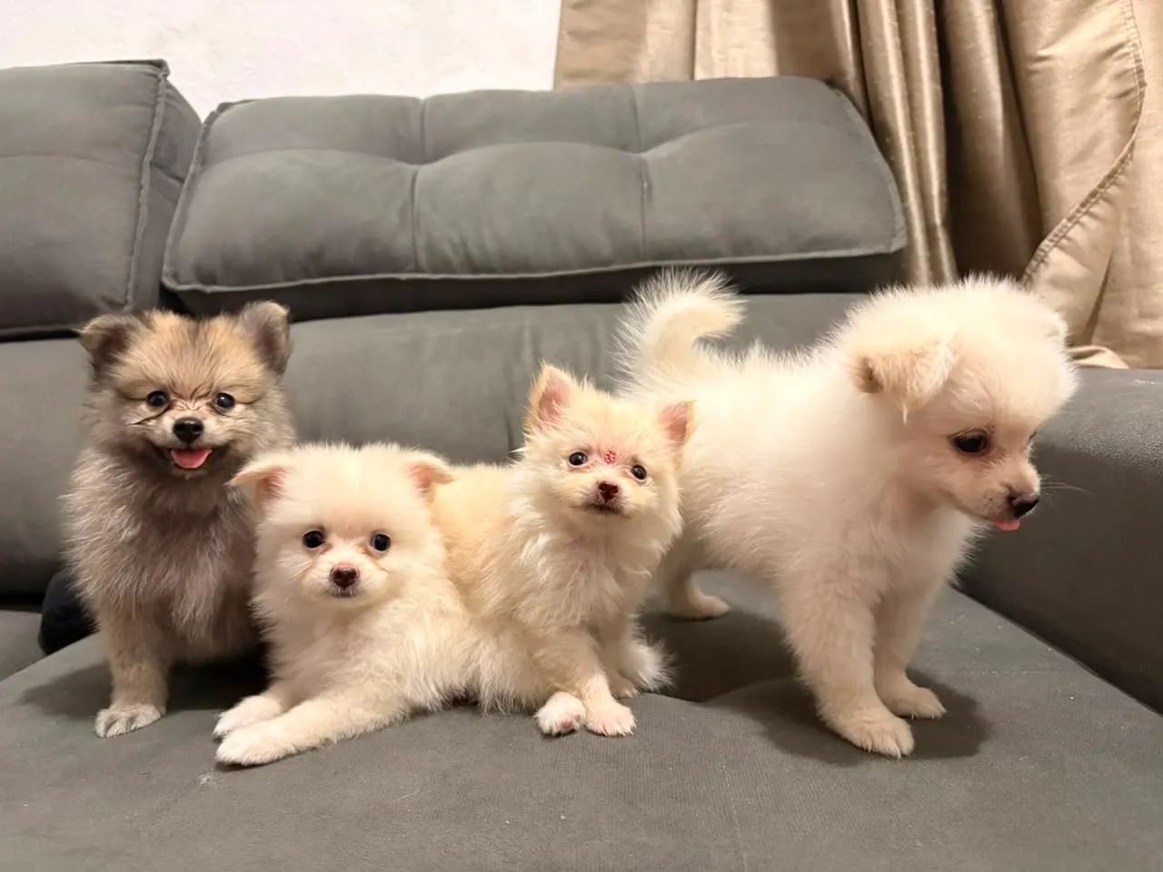 Filhotes de Spitz alemão