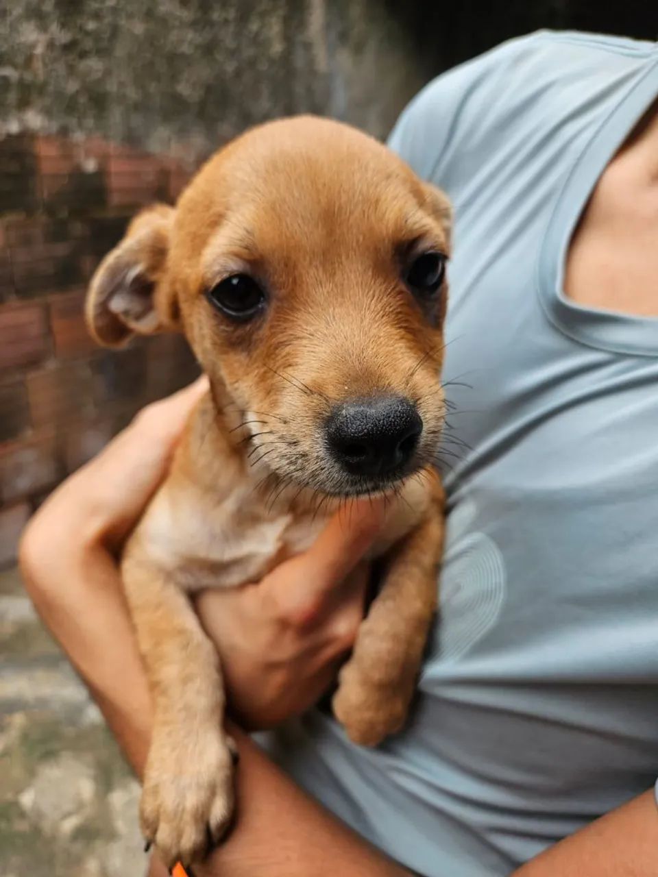 Cadela, 3 meses