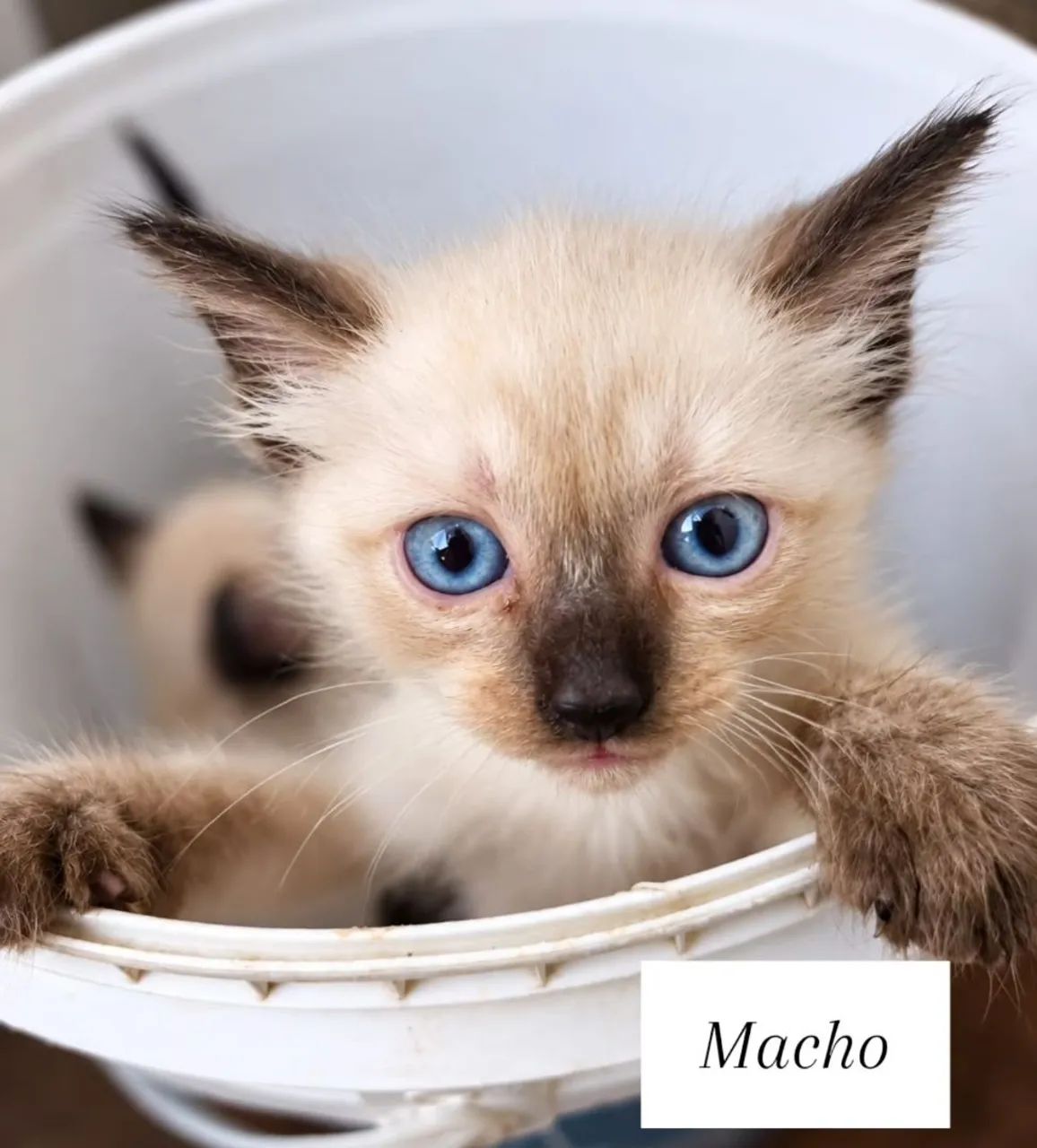 Gata para adoção responsável  - Foto 4