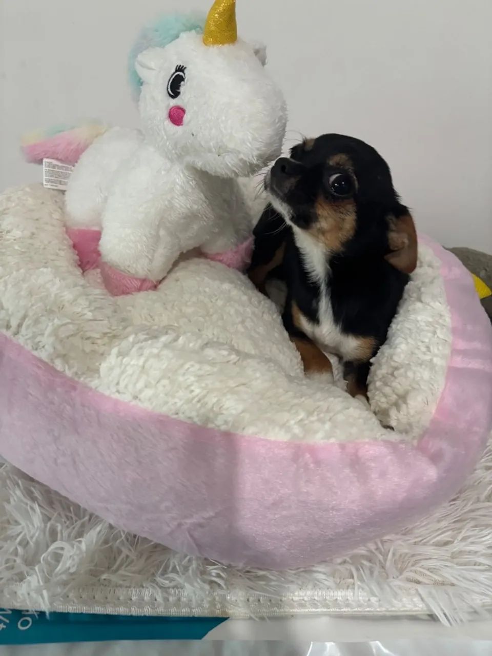 Chihuahua 8 meses  - Foto 2