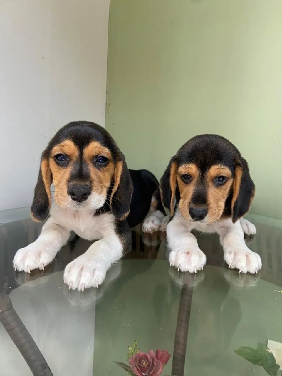 Filhotes de Beagle 