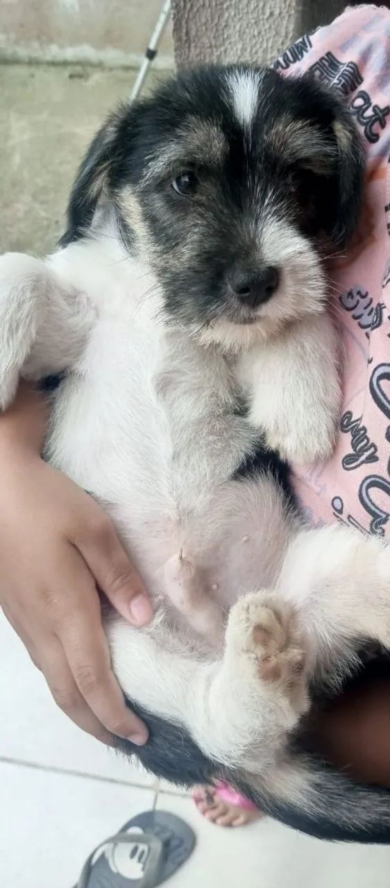 Vendo Cachorros Filhotes  - Foto 4