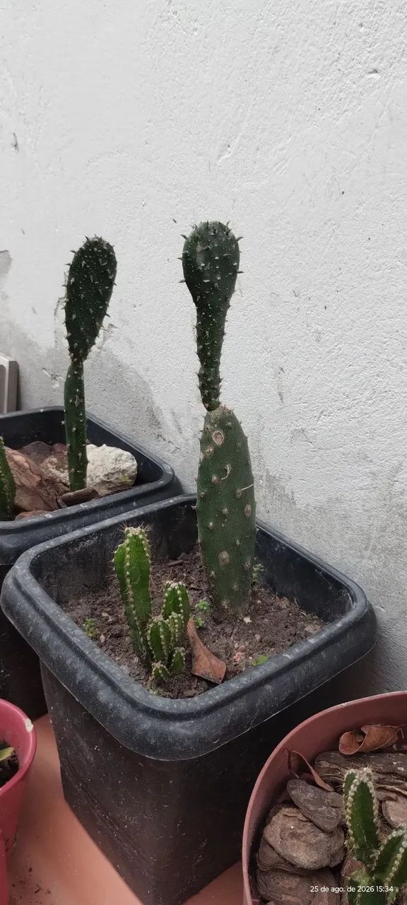 Cactos  - Foto 3