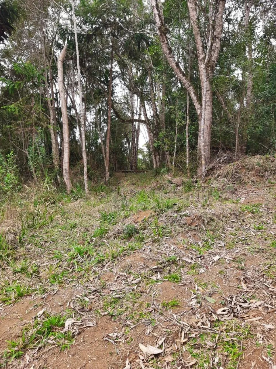 Área Rural em Campo Alegre de 14.000m2