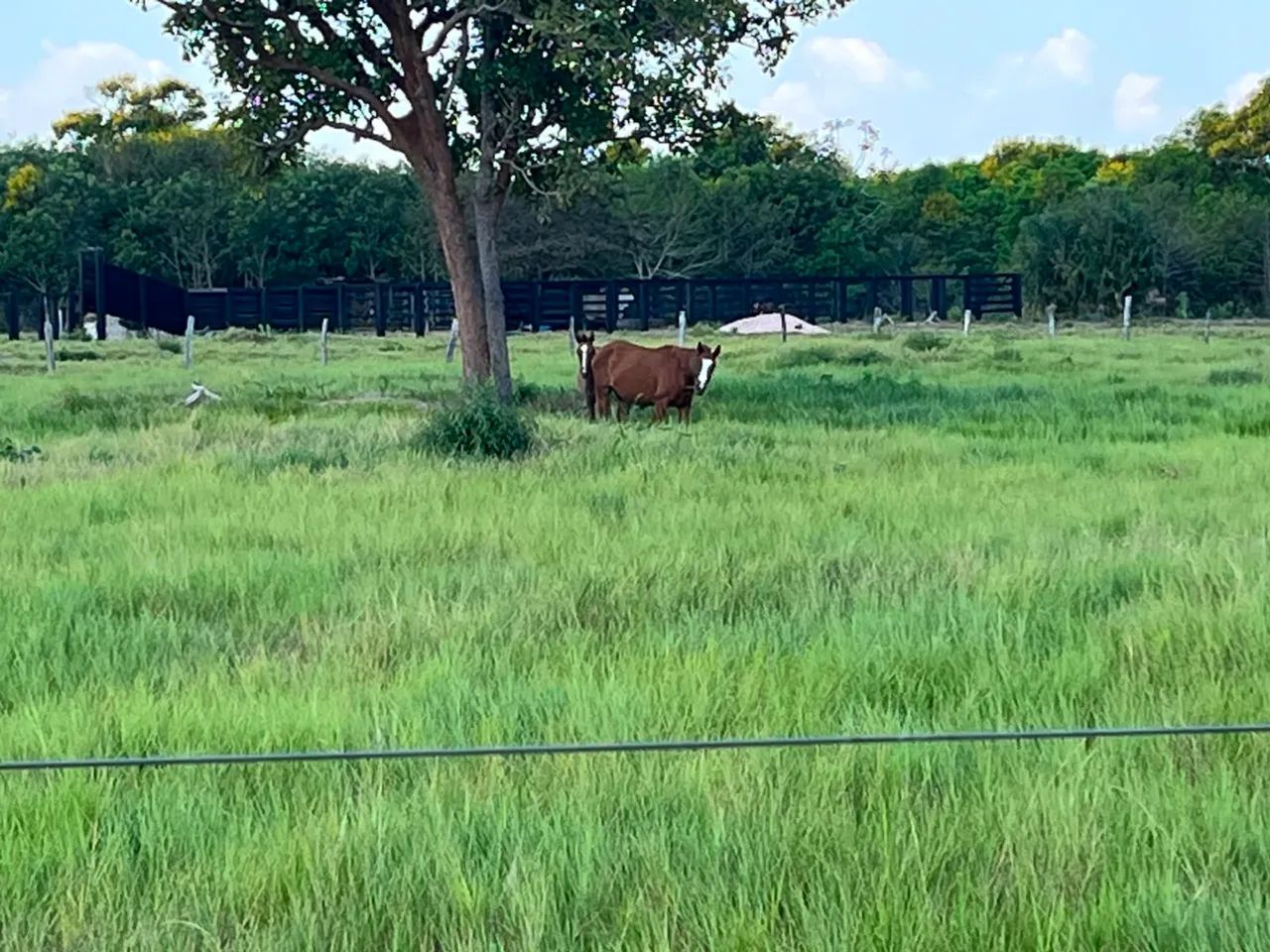 Fazenda aptidão pecuária a 140 km de Cuiabá  - Foto 3