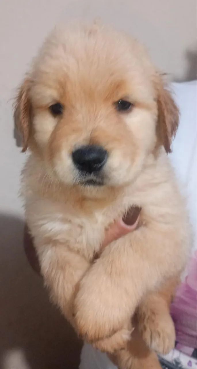 Filhotes de Golden  - Foto 2
