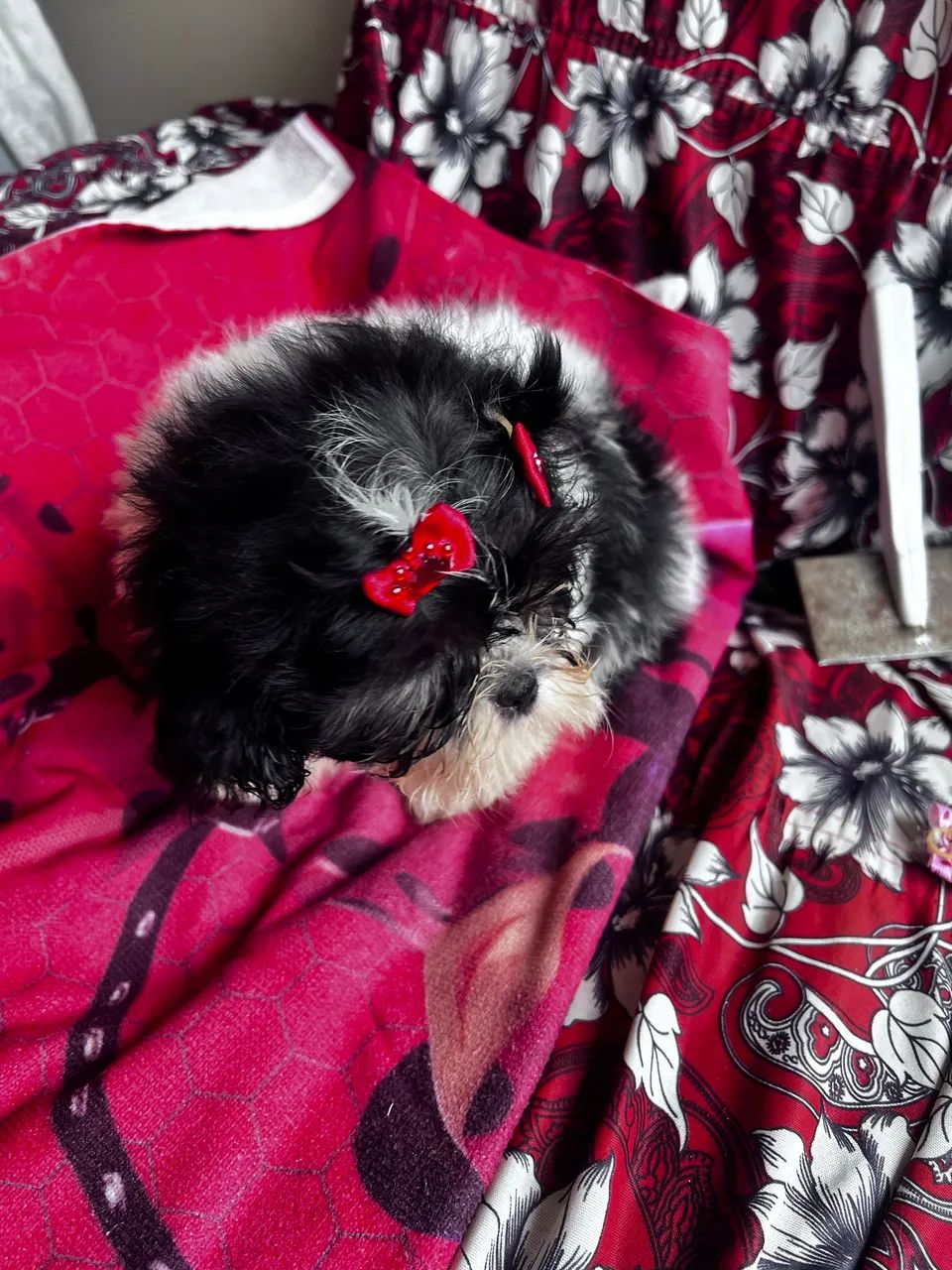 Shih-zul fêmea  - Foto 2