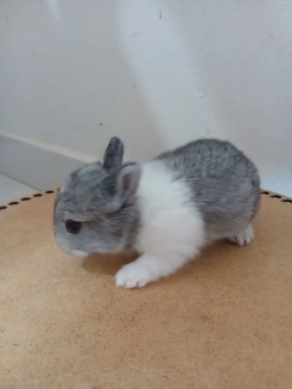 Mini coelho netherland - Foto 6