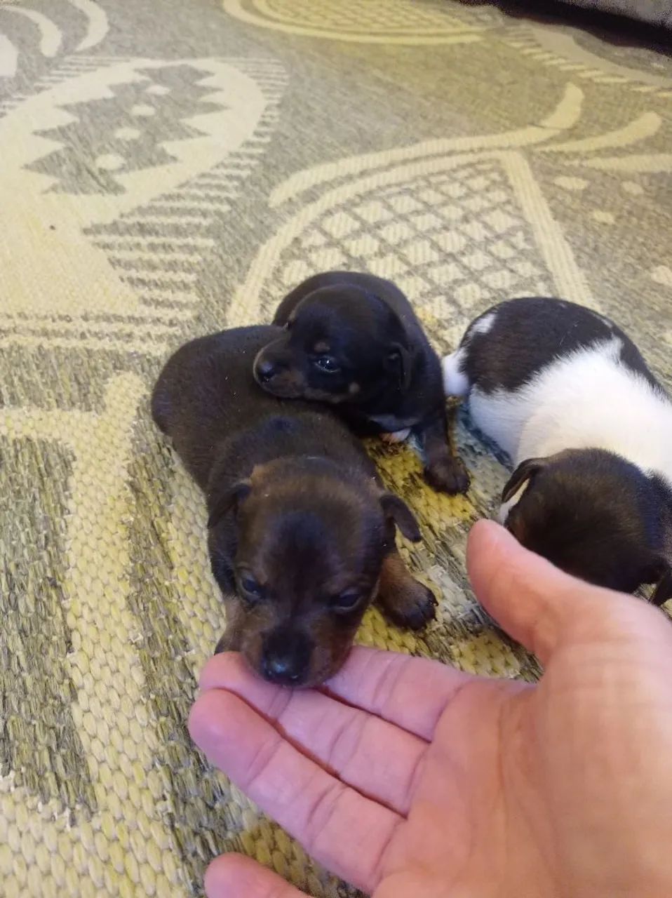 Pinscher  - Foto 2