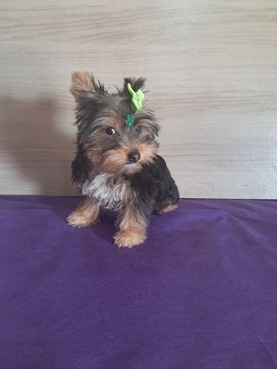 Yorkshire fêmea mini  e macho  - Foto 3