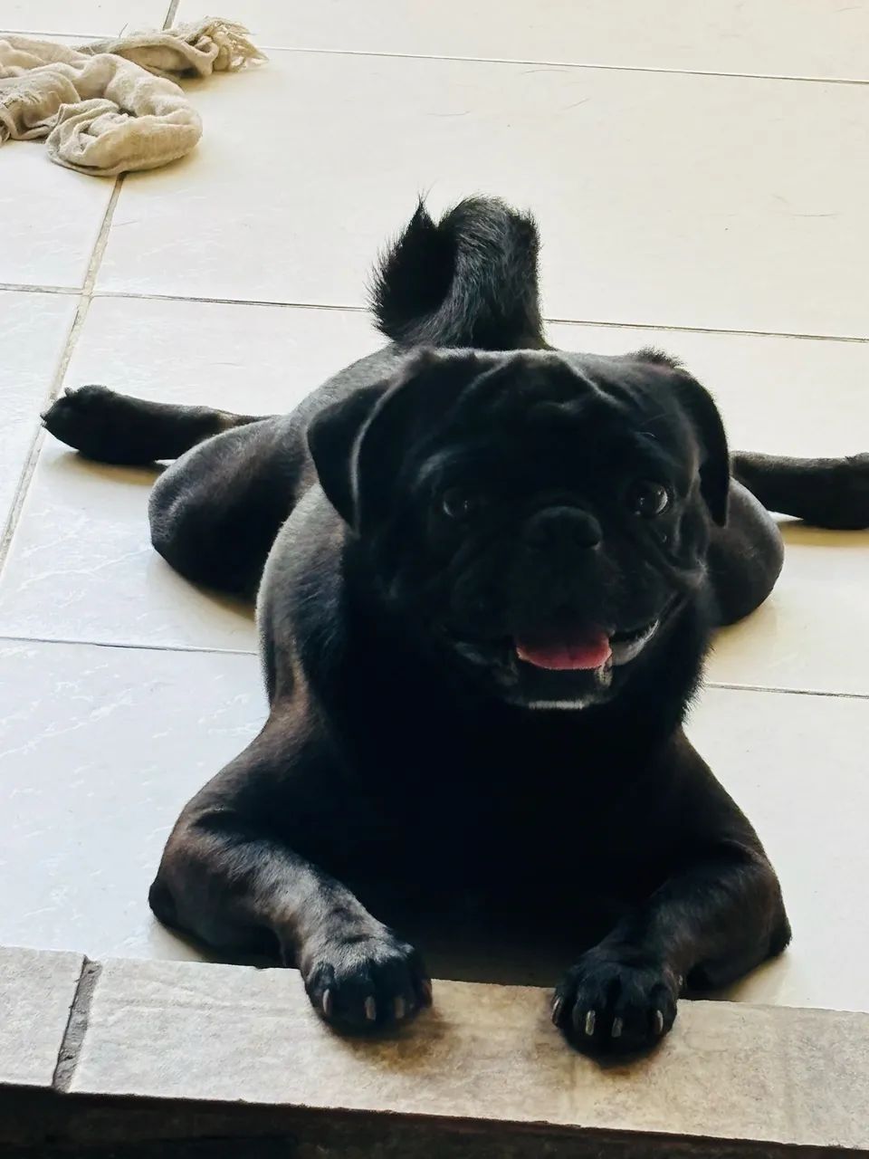 Pug pra namorar  - Foto 3