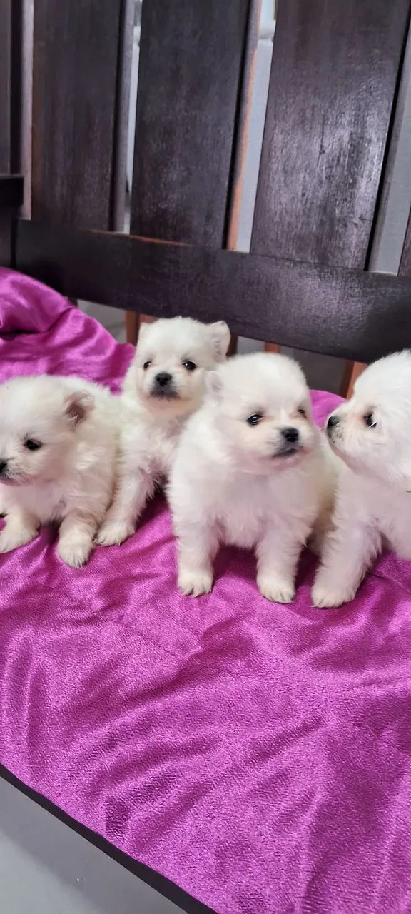 Filhotes de spitz (luiu)