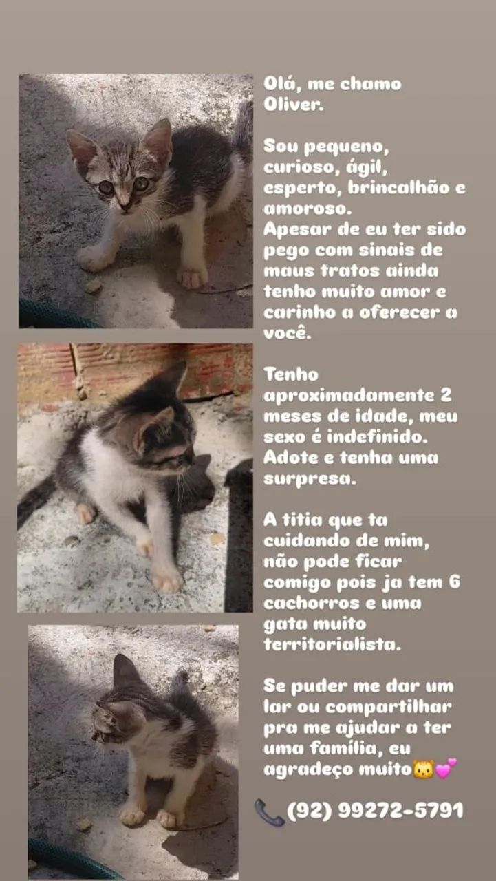 Gato de doação 