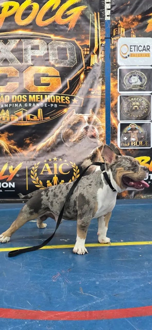Cobertura American Bully - Foto 2