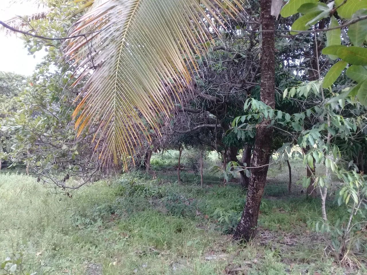 Terreno Itamaracá  - Foto 4