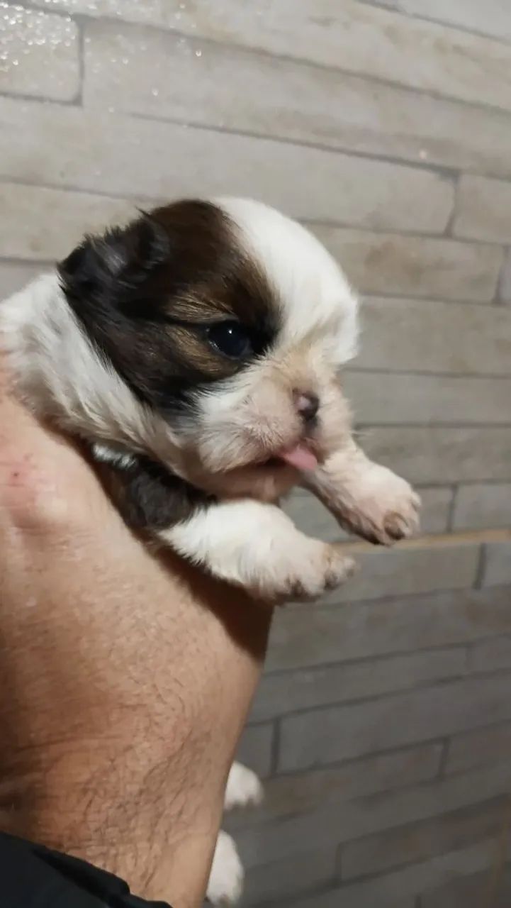 Shihtzu macho disponível 