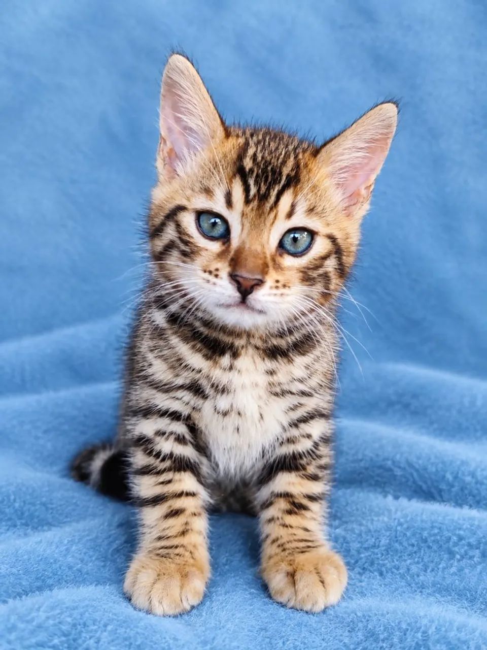 Bengal - Foto 2