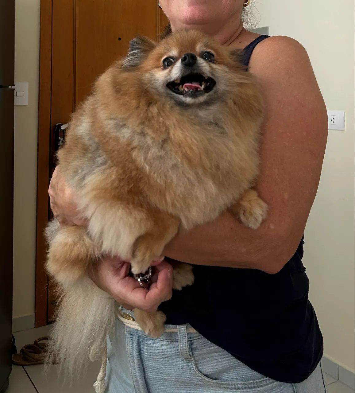 PET SITTER - MARINGÁ - Foto 4