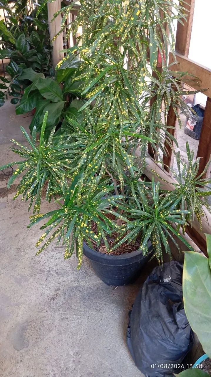 Planta croton