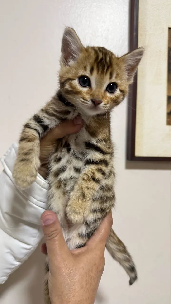 Gato bengal MACHO  - Foto 2