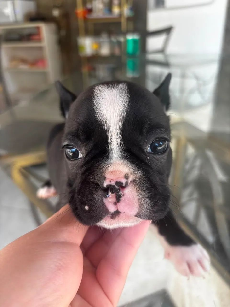Buldogue frances micro  - Foto 5