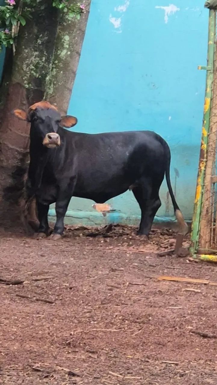 Mini vaca 