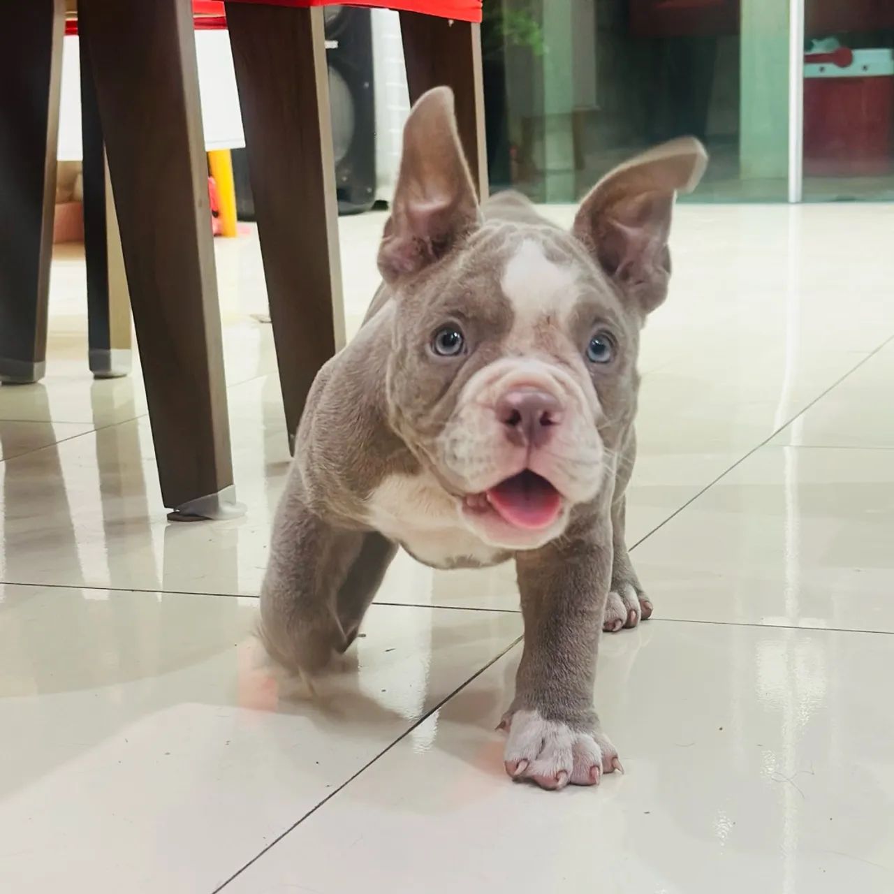 American Bully MICRO - Foto 3