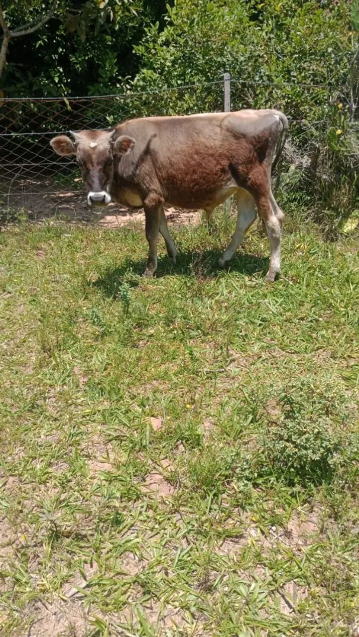 Tourinho gersei  - Foto 3