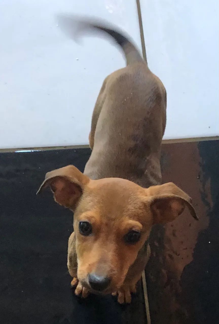 DOAÇÃO DE PETS!!! - Foto 4