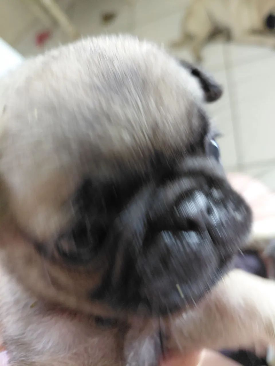 Filhote de pug  - Foto 3