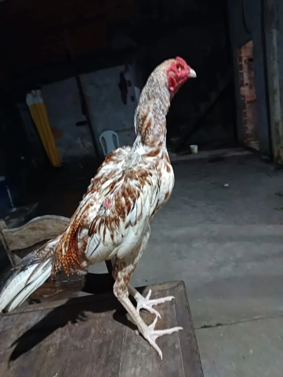 Galo - Foto 2