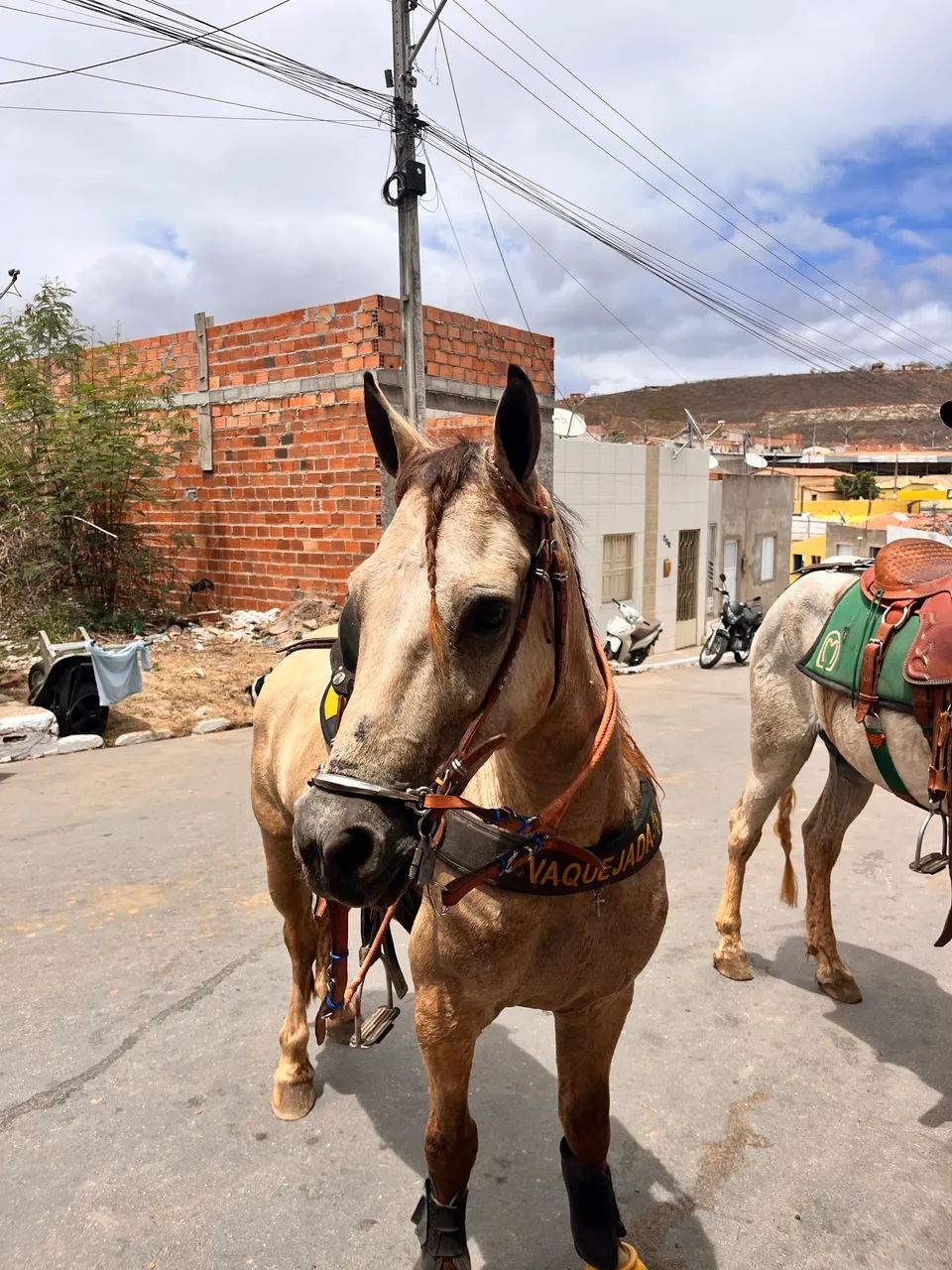Piquira a venda  - Foto 3