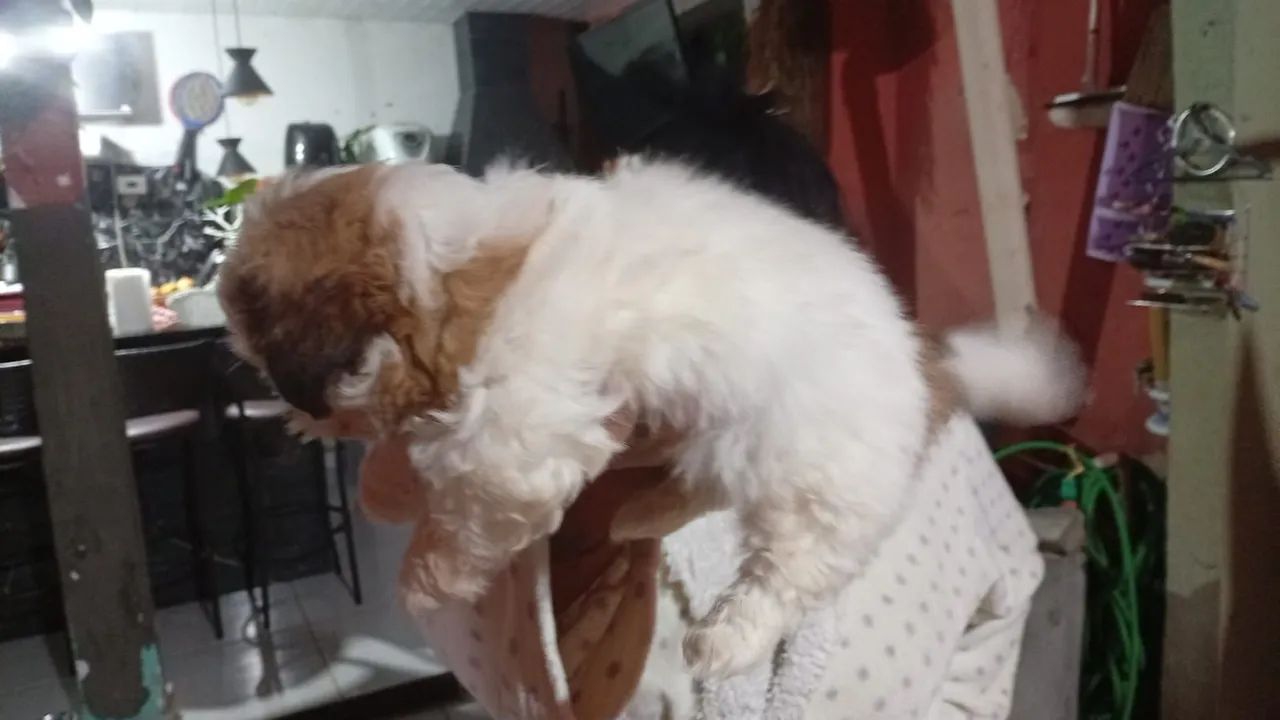 Vende-se Shitzu macho 