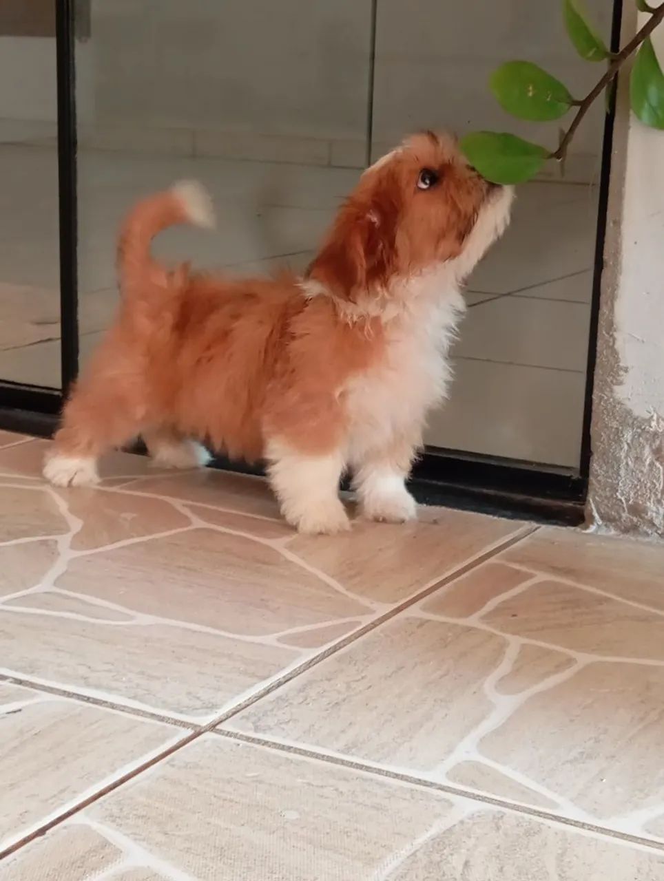 Filhote de Cachorrinhos  - Foto 3