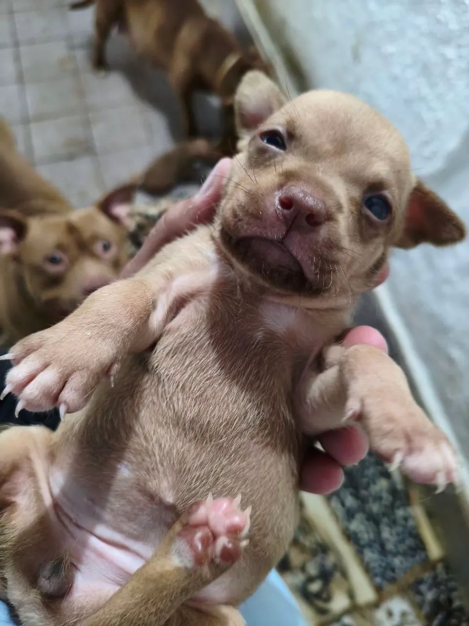 Filhotes de Pitbull  - Foto 2