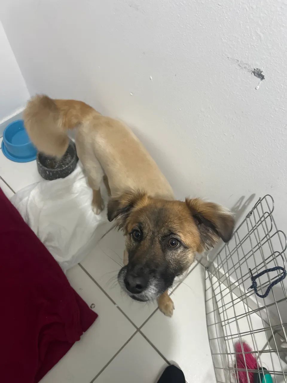 Adoção Responsável - Cachorro